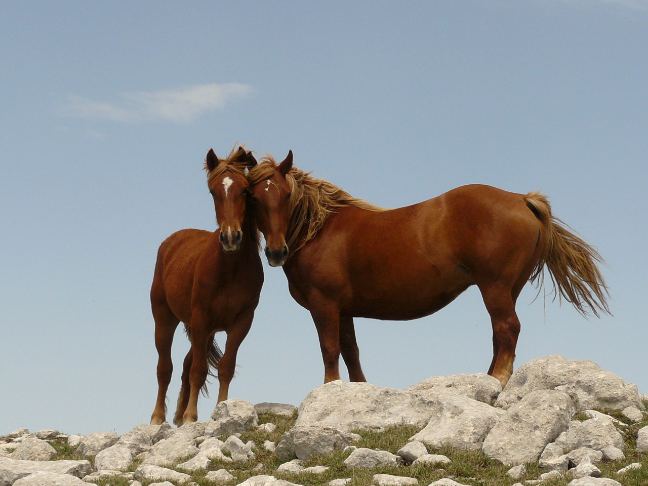 Cavalli sul Monte Morrone